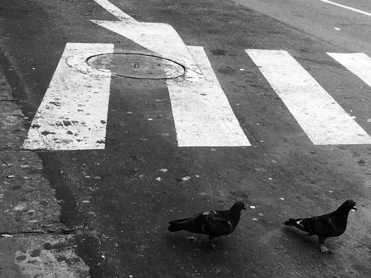 outdoors, street, day, high angle view, animal themes, road, no people, bird, nature, mammal