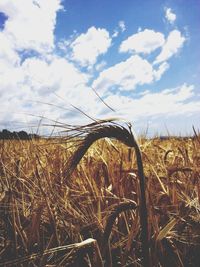 Crop on field against cloudy sky