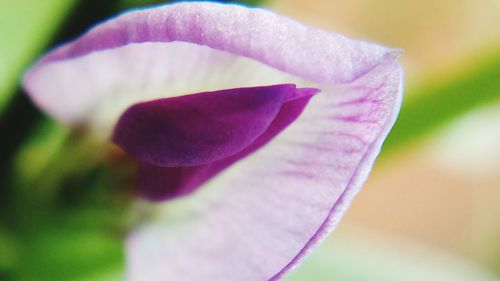 Close-up of pink flowers