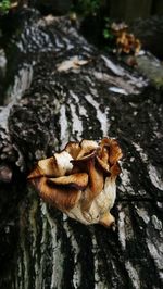 Close-up of mushrooms on tree trunk