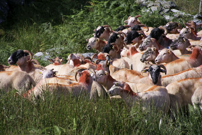 Flock of sheep with bright red dye for identification