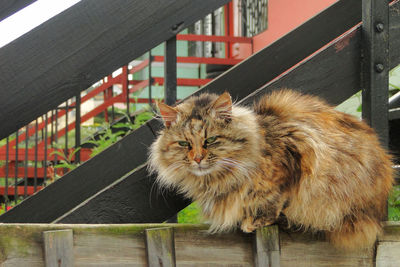 Portrait of cat on railing