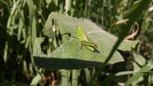 Close-up of insect on plant