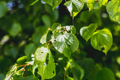 Close-up of fresh green leaves