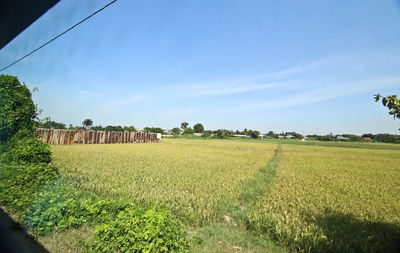 Scenic view of agricultural field against sky