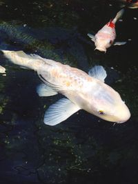 Close-up of fish swimming in water