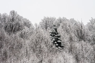 Plants growing on field against clear sky during winter