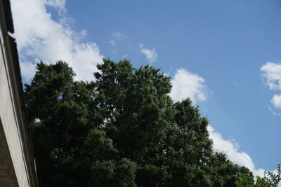 Low angle view of trees against blue sky