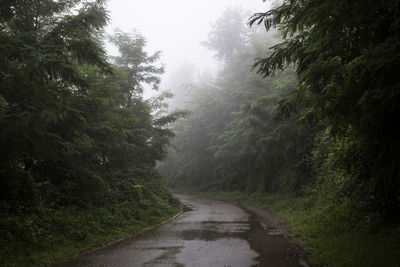 Road amidst trees in forest during rainy season