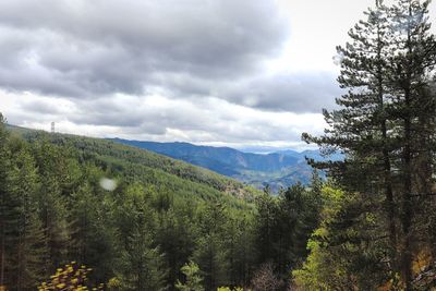 Scenic view of forest against sky