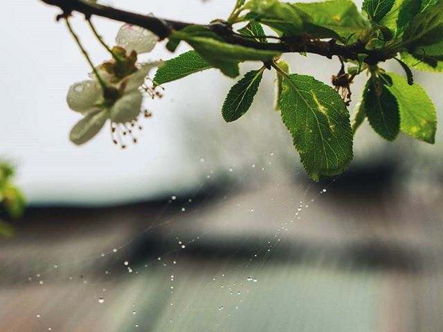 close-up, focus on foreground, growth, drop, freshness, water, leaf, nature, fragility, wet, plant, beauty in nature, selective focus, branch, dew, twig, tree, day, green color, no people