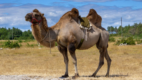 Camel in a field