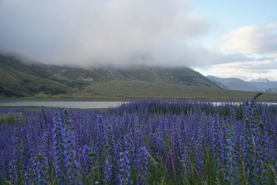 Purple flowering plants on land against cloudy sky