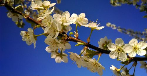 Low angle view of apple blossoms in spring against sky