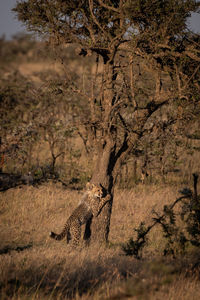 Cheetah climbing on tree