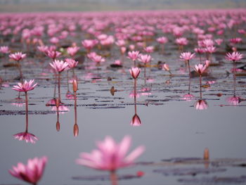 Close-up of pink flower with water reflexion 