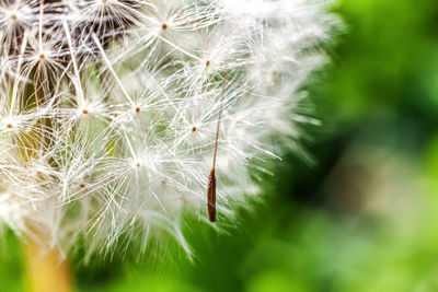 Close-up of dandelion flower