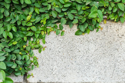 Close-up of ivy on leaves