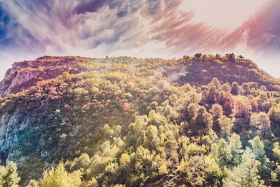 Trees on landscape against sky