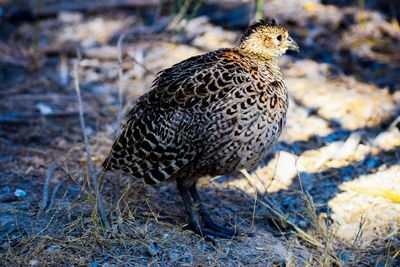 Ringneck pheasant