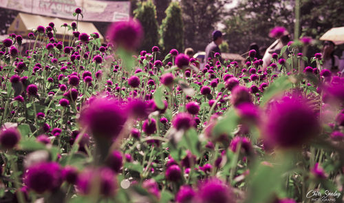 Close-up of purple flowers blooming outdoors