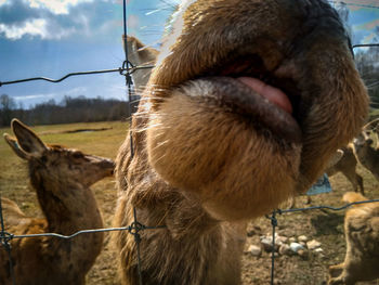 Close-up of sheep