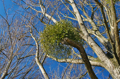 Low angle view of tree against sky