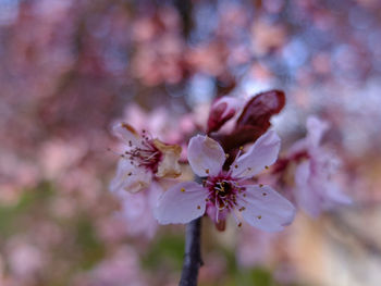 Close-up of cherry blossom