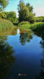 Reflection of trees in water