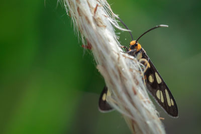 Beauty image of wasp moth hanging on a flower grass