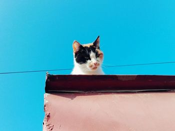 Portrait of cat by wall against blue sky