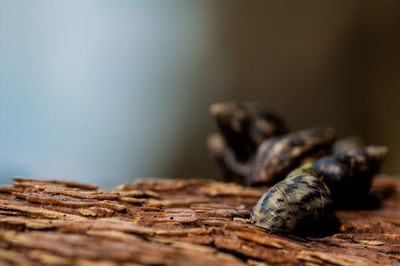 Close-up of crab on table