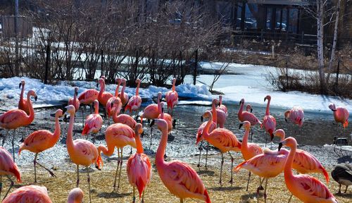 Birds in park during winter