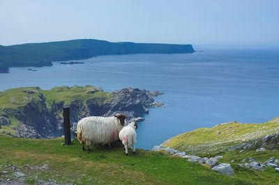 Sheep standing on shore by sea against clear sky