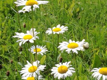 Close-up of white daisy flowers blooming in field