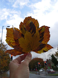 Close-up of person holding maple leaf against sky