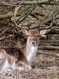 Portrait of deer relaxing on field