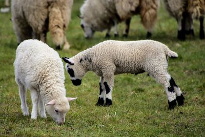 Lambs grazing in a field