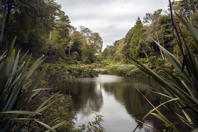 Scenic view of river in forest against sky