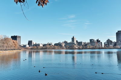 View of birds in city against blue sky