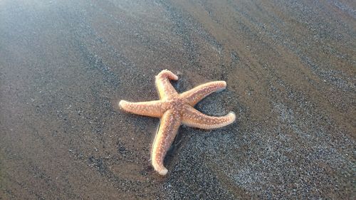 High angle view of lizard on beach