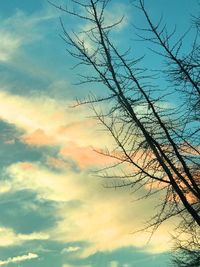 Low angle view of tree against sky