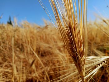 Close-up of stalks in field