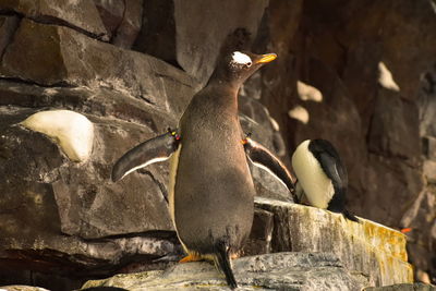 View of birds perching on rock