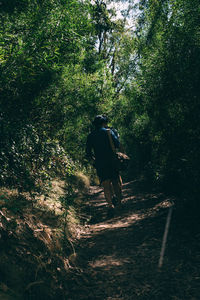 Rear view of man walking by trees in forest