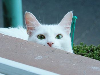 Close-up portrait of cat