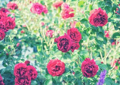 Close-up of red roses