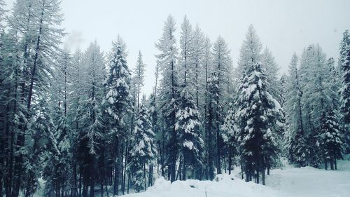 Snow covered pine trees in forest