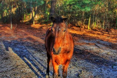 Horse at sunset