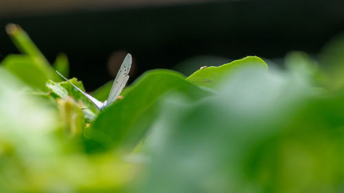 Close-up of insect on leaf